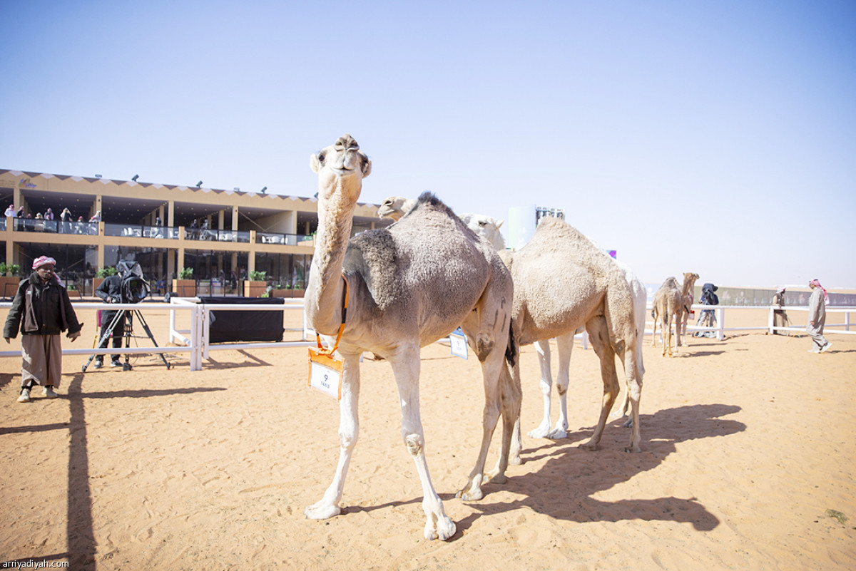 شوط الفحل المنتج