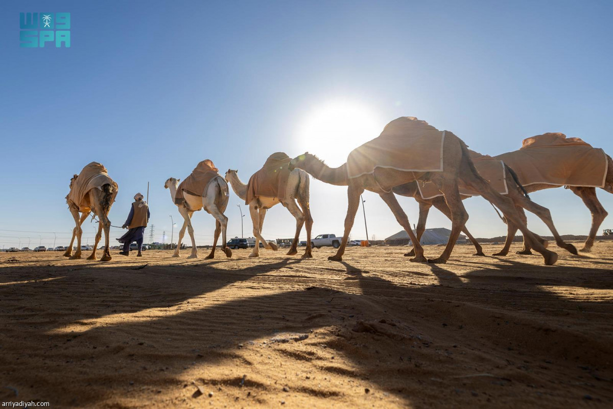 انطلاقة مزاد الإبل