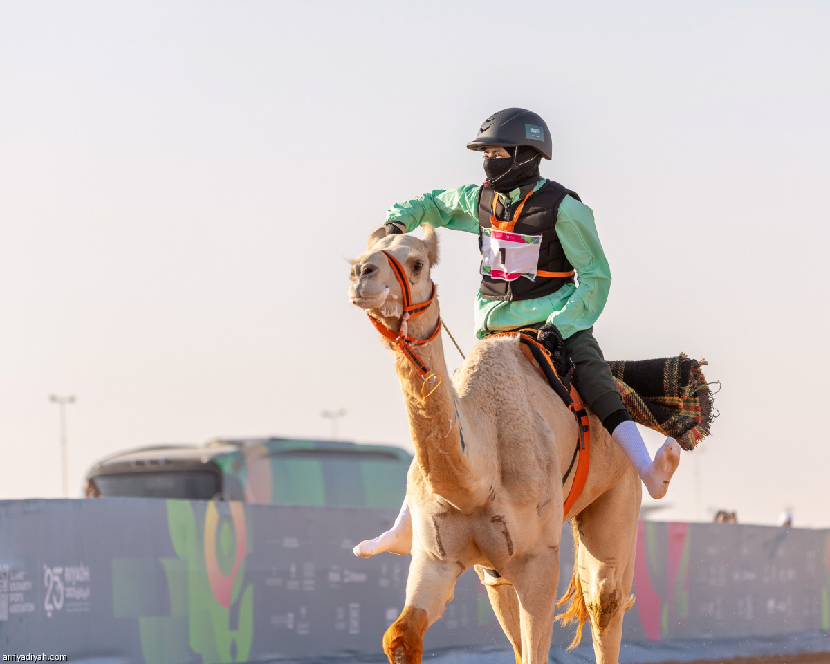 الهجن .. سيطرة سعودية