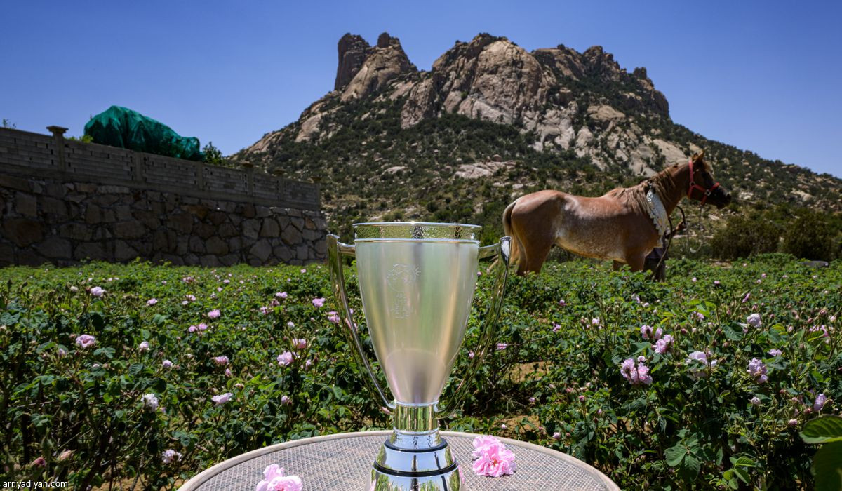 الكأس في «عروس المصايف»